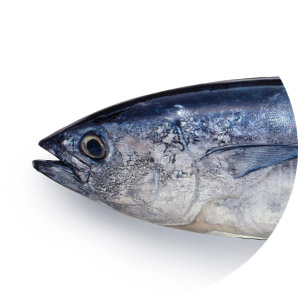 Tuna Albacore