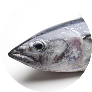 Tuna Bigeye