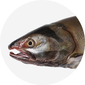 Keta / Chum (Oncorhynchus keta)