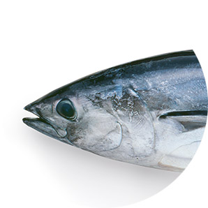 Tuna Skipjack