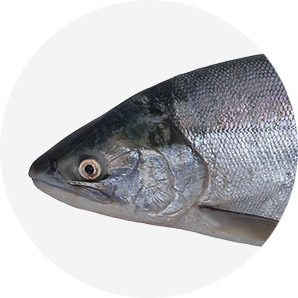 Sockeye (Oncorhynchus nerka)