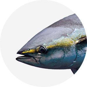 Tuna Yellowfin